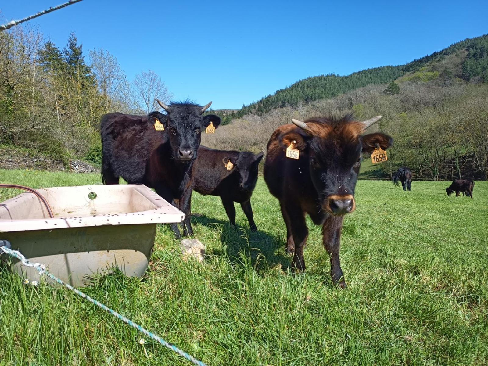 Ferme Les Therondels Saint-Pons-de-Thomieres Bagian luar foto