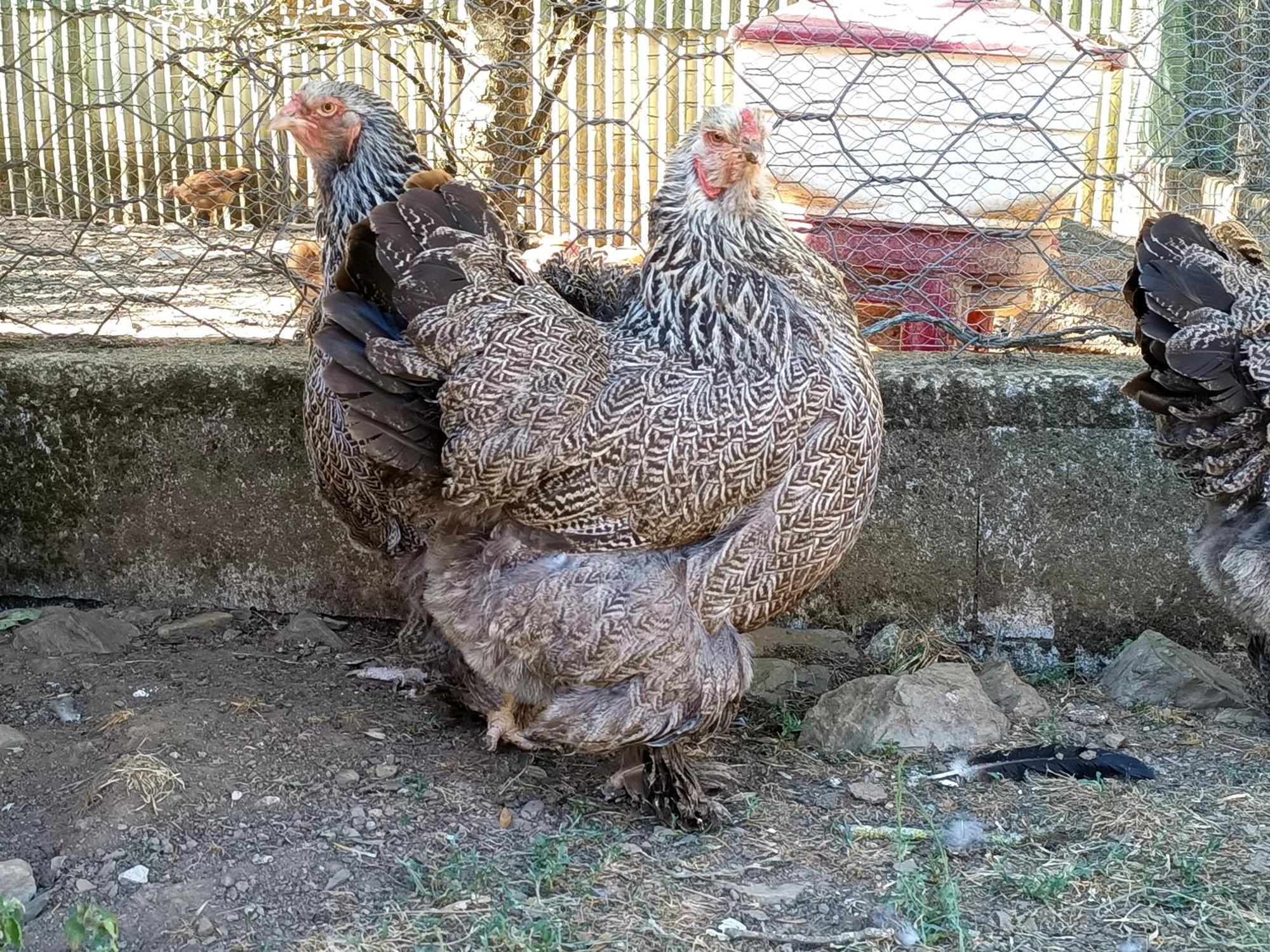 Ferme Les Therondels Saint-Pons-de-Thomieres Bagian luar foto